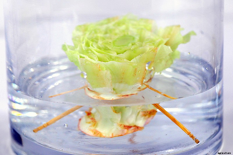 How to Regrow Lettuce from Kitchen Scraps