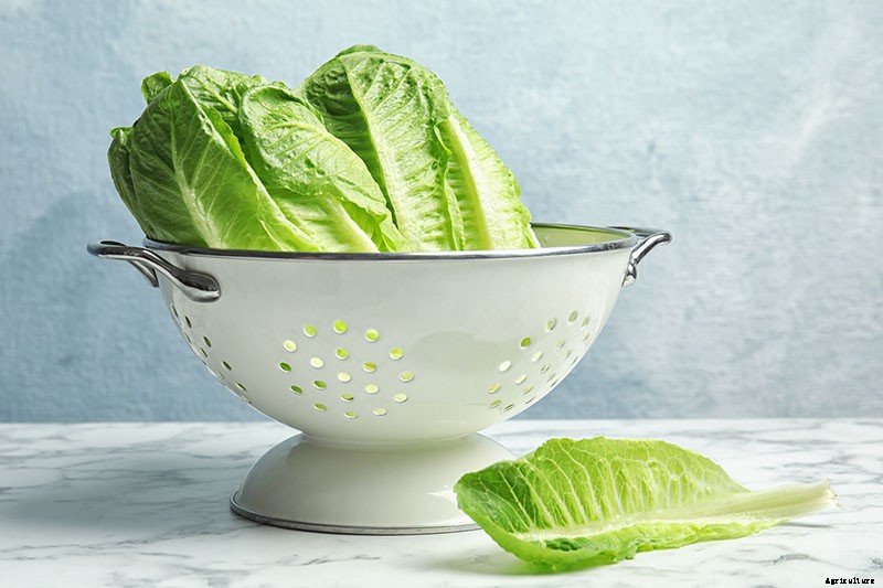 How to Regrow Lettuce from Kitchen Scraps