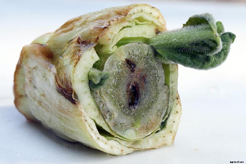 How to Regrow Lettuce from Kitchen Scraps