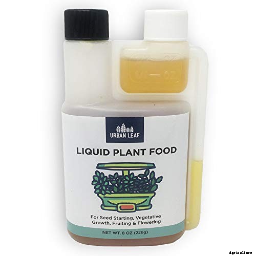 How to Regrow Lettuce from Kitchen Scraps