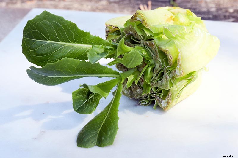 How to Regrow Lettuce from Kitchen Scraps