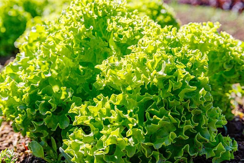How to Regrow Lettuce from Kitchen Scraps