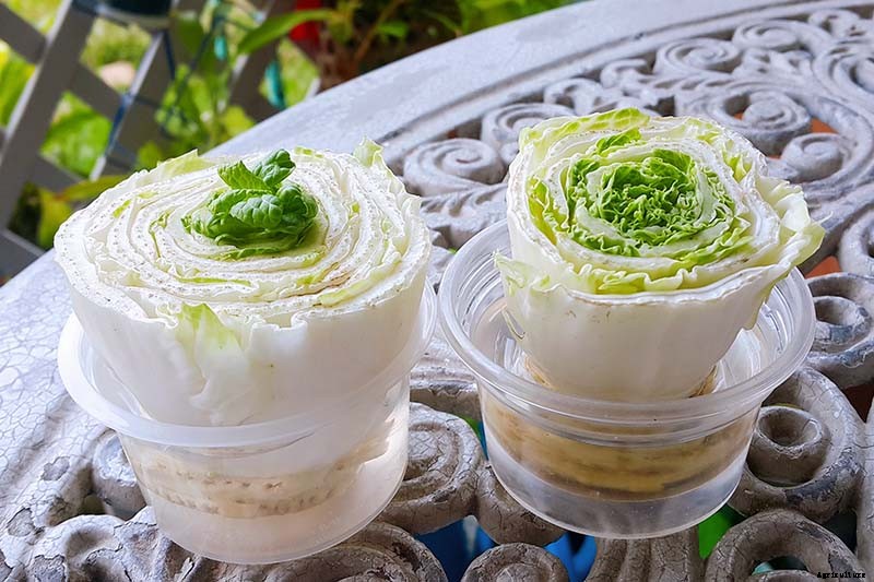 How to Regrow Lettuce from Kitchen Scraps