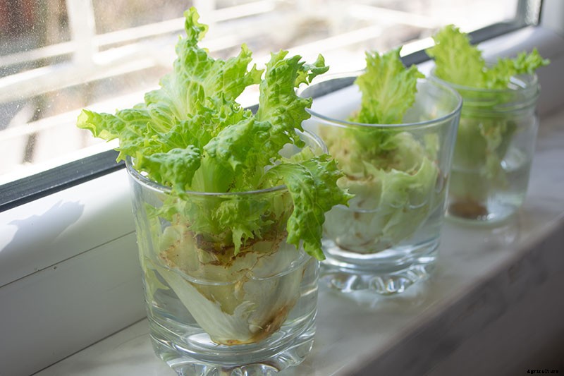 How to Regrow Lettuce from Kitchen Scraps