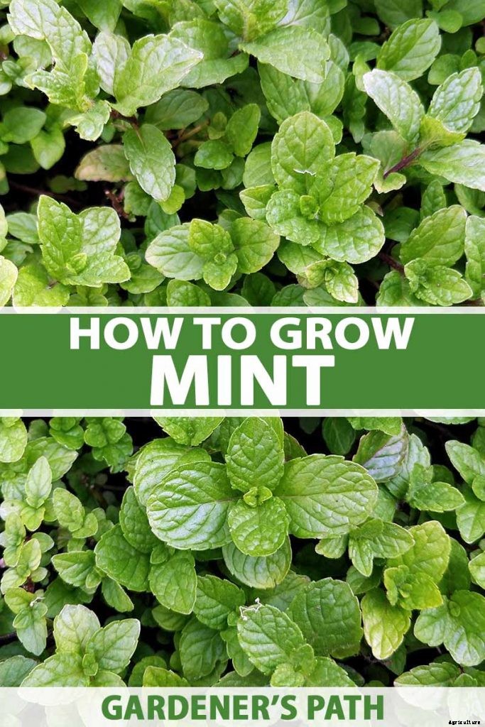 How to Grow Mint in the Garden (Without It Taking Over)