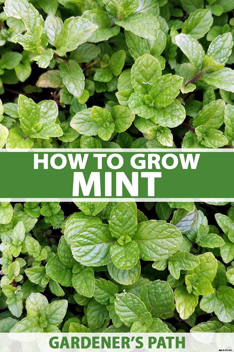 How to Grow Mint in the Garden (Without It Taking Over)