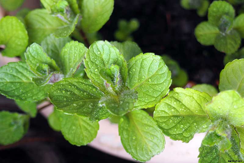 How to Grow Mint in the Garden (Without It Taking Over)