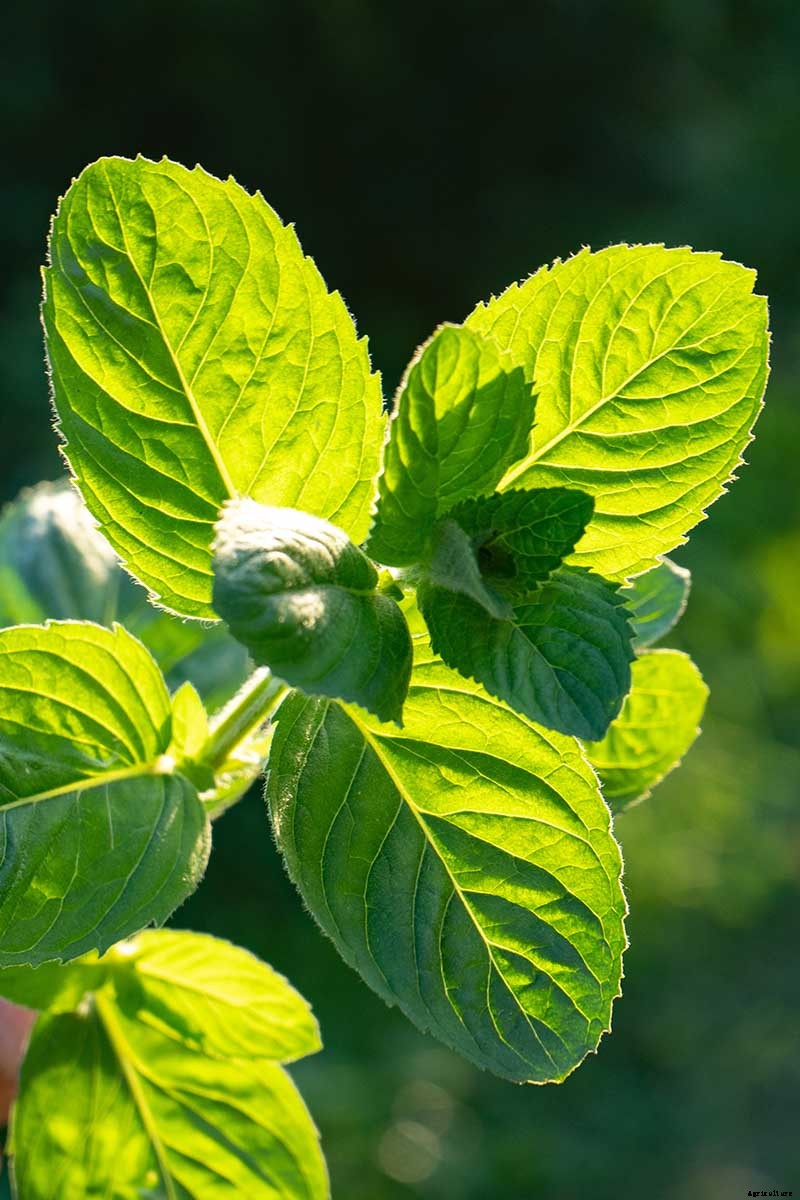 How to Grow Mint in the Garden (Without It Taking Over)