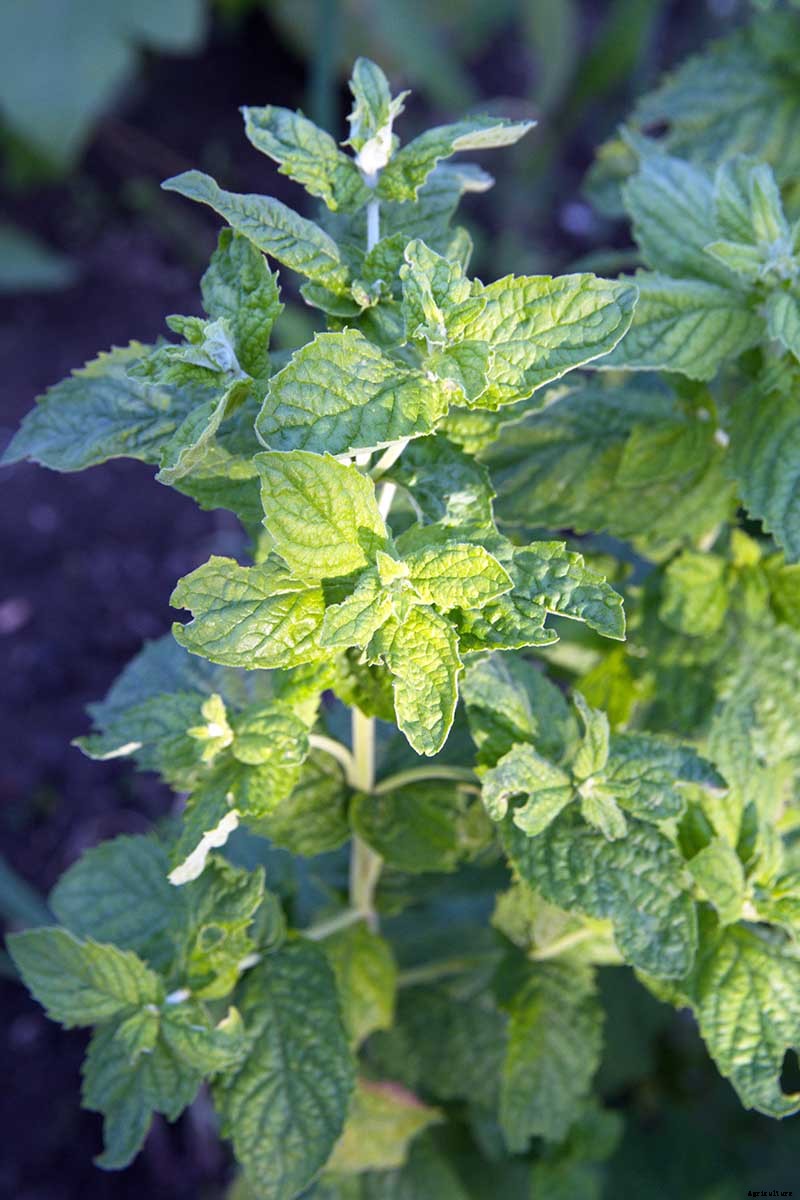 How to Grow Mint in the Garden (Without It Taking Over)