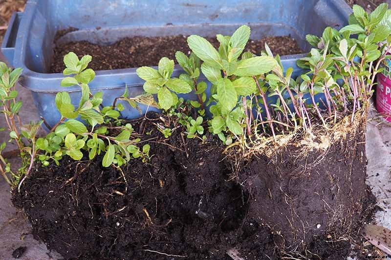 How to Grow Mint in the Garden (Without It Taking Over)