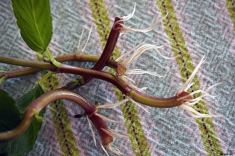 How to Grow Mint in the Garden (Without It Taking Over)