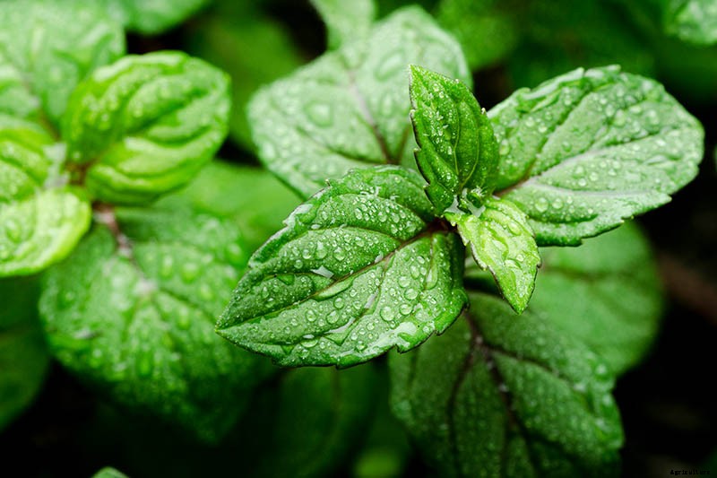 How to Grow Mint in the Garden (Without It Taking Over)