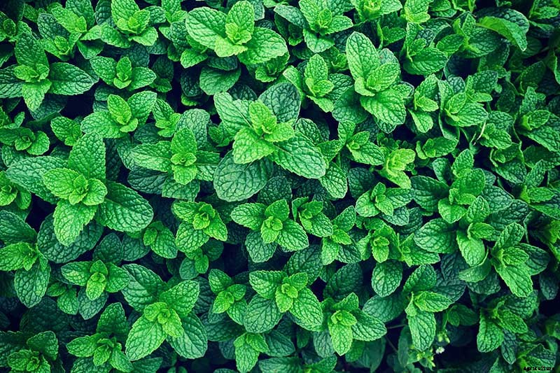 How to Grow Mint in the Garden (Without It Taking Over)