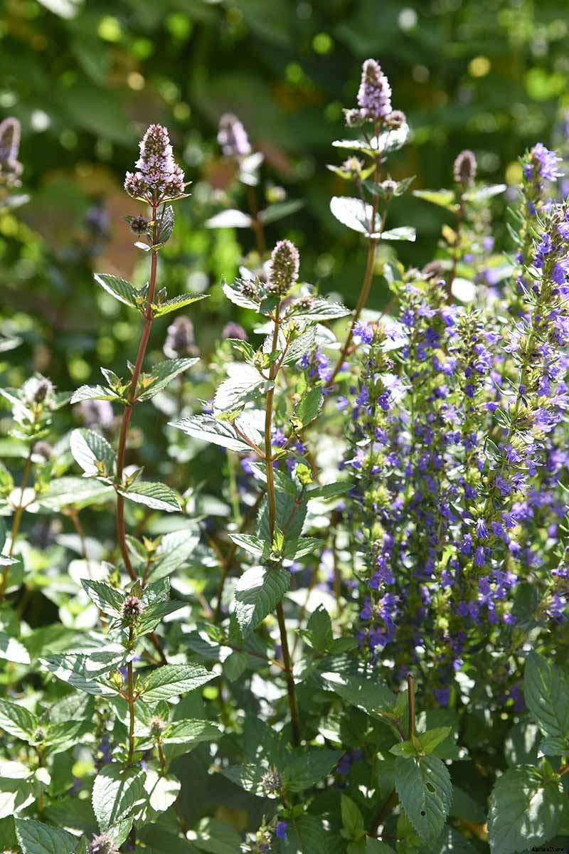 How to Grow Mint in the Garden (Without It Taking Over)