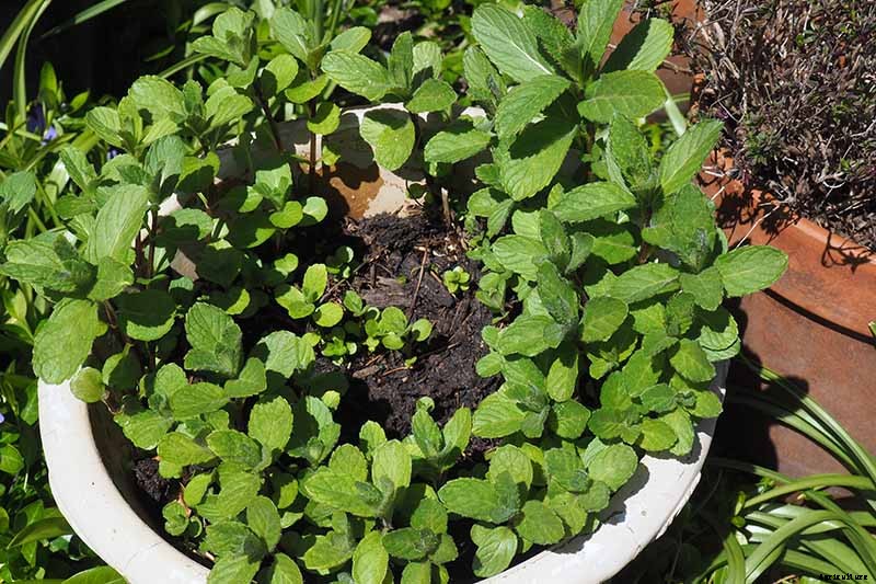 How to Grow Mint in the Garden (Without It Taking Over)