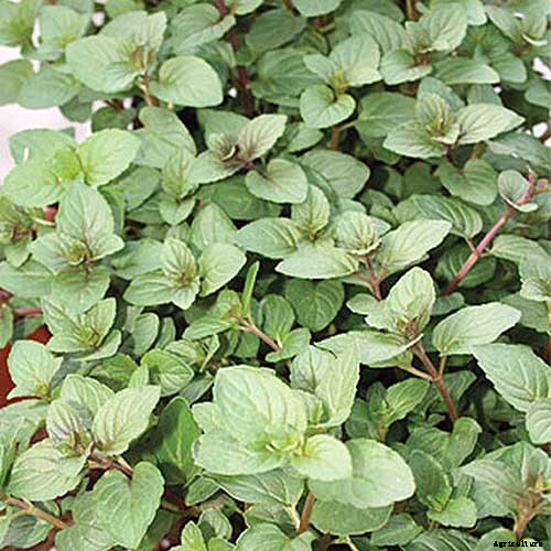 How to Grow Mint in the Garden (Without It Taking Over)