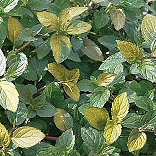 How to Grow Mint in the Garden (Without It Taking Over)