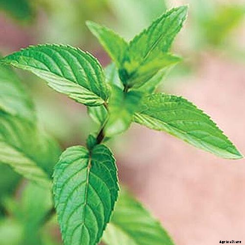 How to Grow Mint in the Garden (Without It Taking Over)