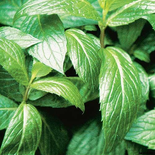 How to Grow Mint in the Garden (Without It Taking Over)