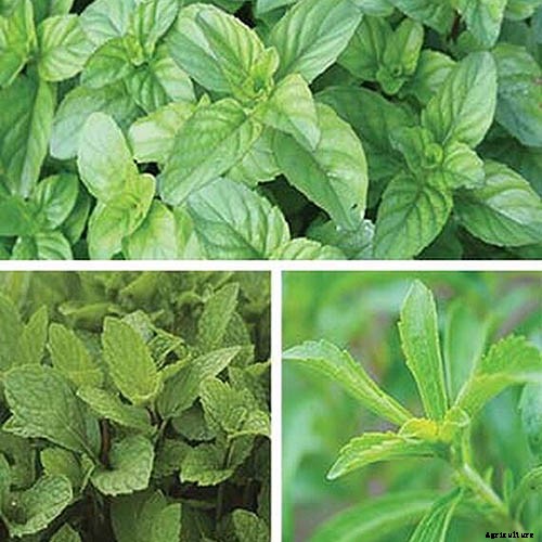 How to Grow Mint in the Garden (Without It Taking Over)