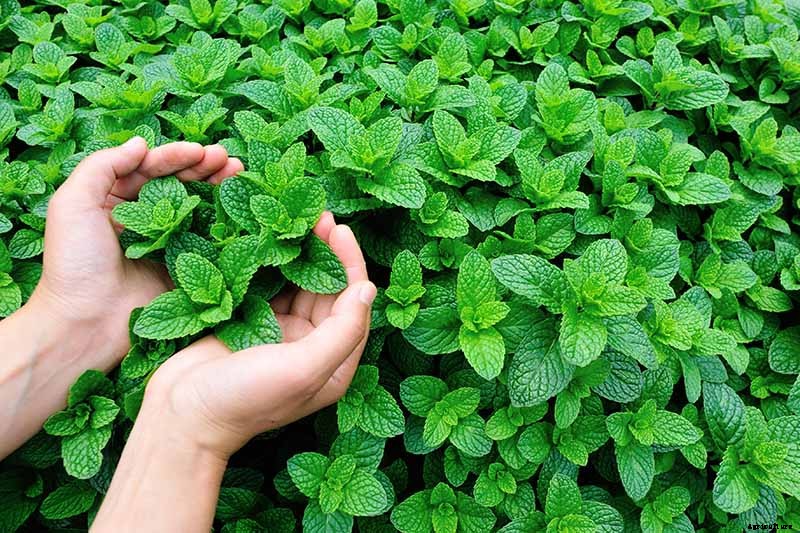 How to Grow Mint in the Garden (Without It Taking Over)