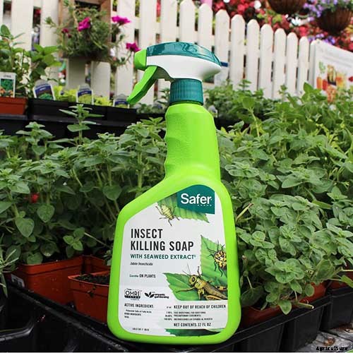 How to Grow Mint in the Garden (Without It Taking Over)