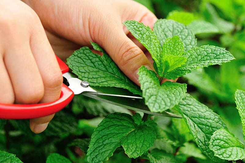How to Grow Mint in the Garden (Without It Taking Over)