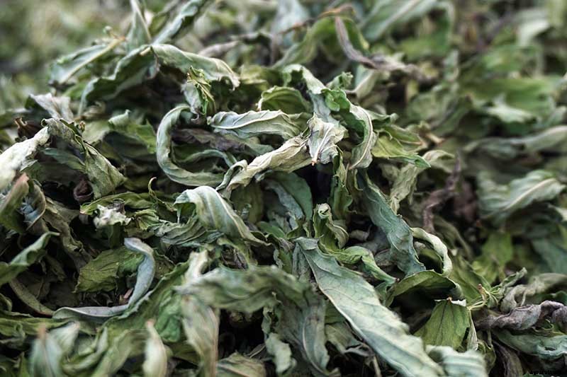 How to Grow Mint in the Garden (Without It Taking Over)