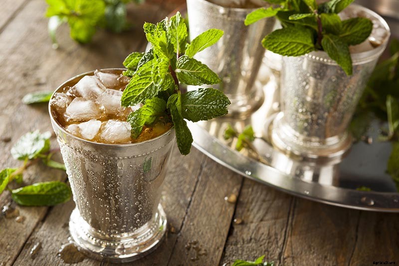 How to Grow Mint in the Garden (Without It Taking Over)