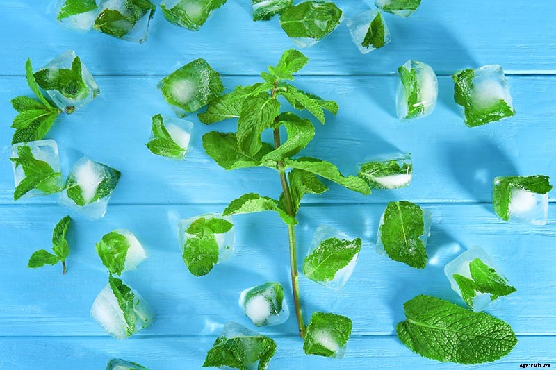 How to Grow Mint in the Garden (Without It Taking Over)