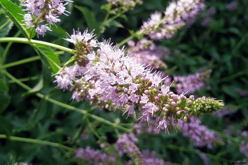 How to Grow Mint in the Garden (Without It Taking Over)