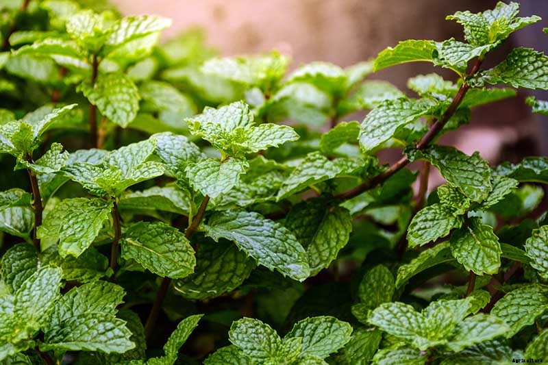 How to Grow Mint in the Garden (Without It Taking Over)