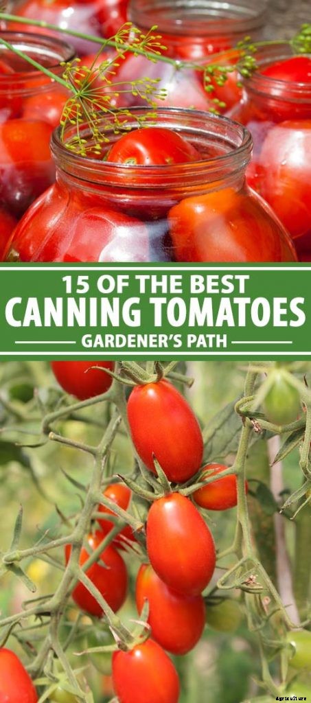 15 of the Best Canning Tomatoes You Should Grow