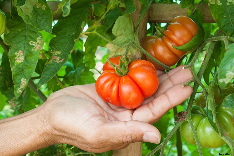 15 of the Best Canning Tomatoes You Should Grow