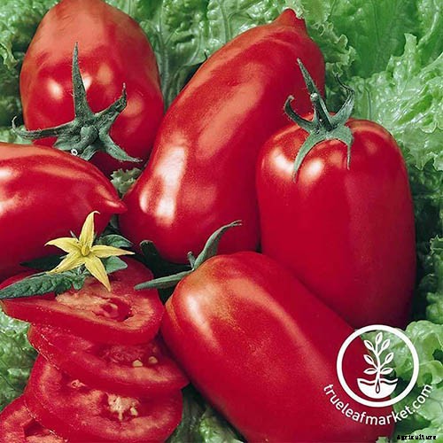 15 of the Best Canning Tomatoes You Should Grow