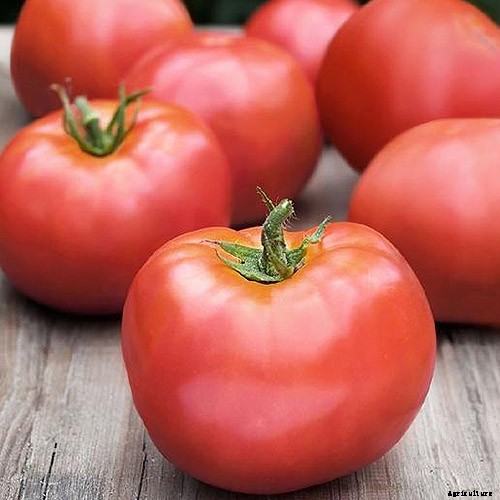 15 of the Best Canning Tomatoes You Should Grow
