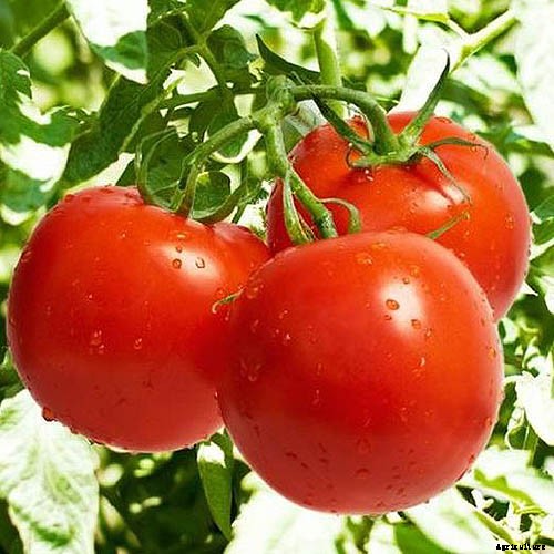 15 of the Best Canning Tomatoes You Should Grow