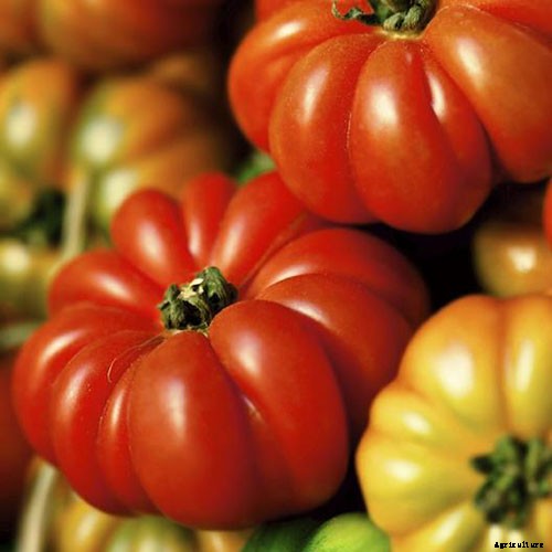 15 of the Best Canning Tomatoes You Should Grow