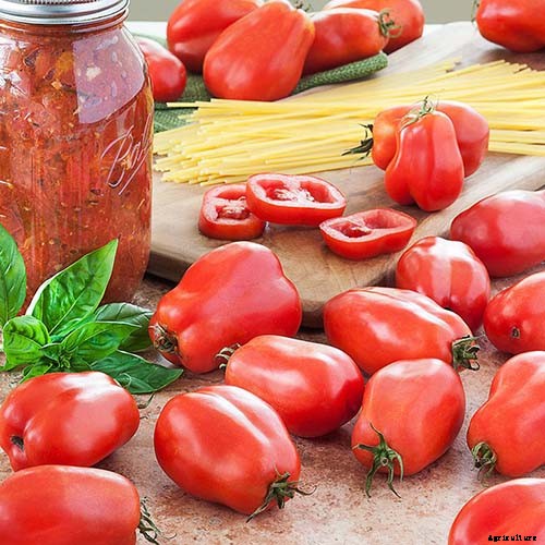 15 of the Best Canning Tomatoes You Should Grow