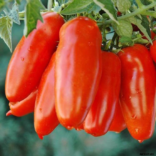 15 of the Best Canning Tomatoes You Should Grow