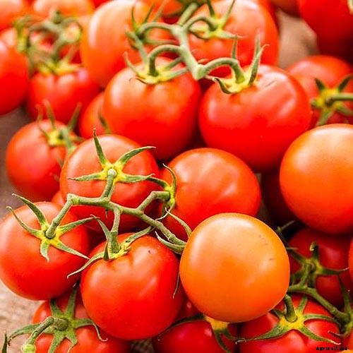15 of the Best Canning Tomatoes You Should Grow