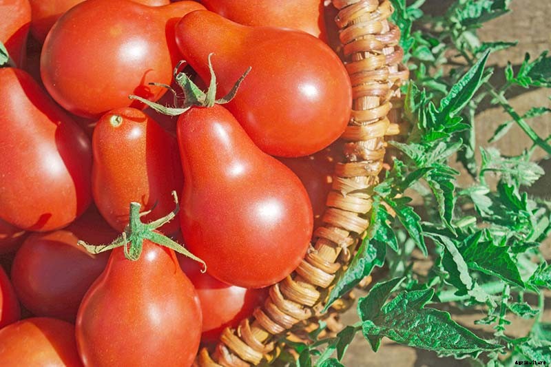 15 of the Best Canning Tomatoes You Should Grow