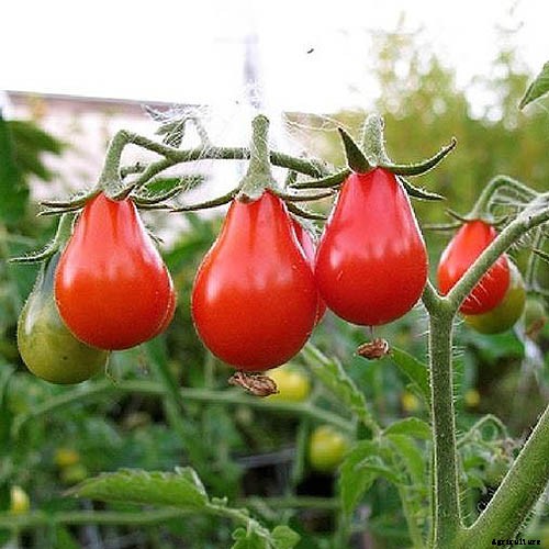 15 of the Best Canning Tomatoes You Should Grow