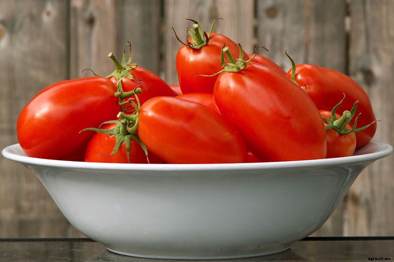 15 of the Best Canning Tomatoes You Should Grow