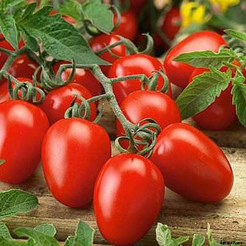 15 of the Best Canning Tomatoes You Should Grow