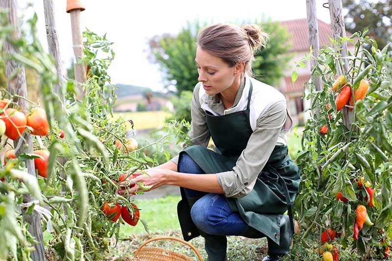 15 of the Best Canning Tomatoes You Should Grow