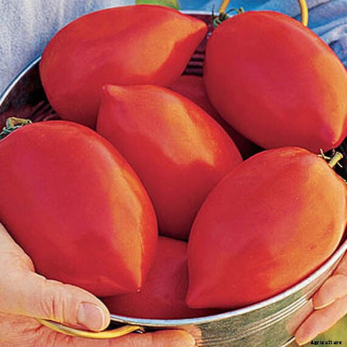 15 of the Best Canning Tomatoes You Should Grow