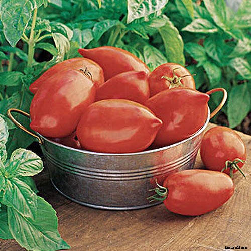 15 of the Best Canning Tomatoes You Should Grow
