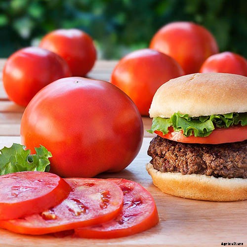 15 of the Best Canning Tomatoes You Should Grow