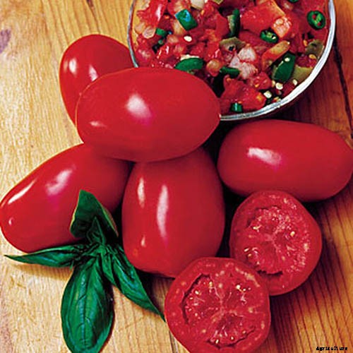 15 of the Best Canning Tomatoes You Should Grow